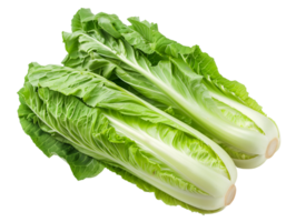 Romaine for salad, green vegetable on isolated background png