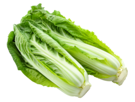 Romaine for salad, green vegetable on isolated background png