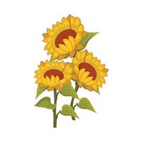 illustration of sunflower vector