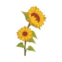 illustration of sunflower vector