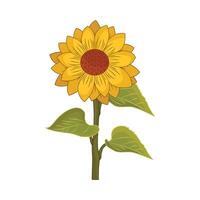 illustration of sunflower vector