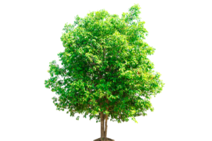 Tree and environmentally friendly tree png