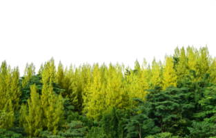 Pine trees of isolated on nature png