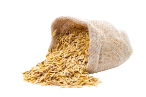 riz de paddy d'or Jaune dans une sac sur fichier png
