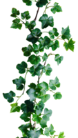 Grape ivy. Baltic ivy full of green leaves and thin branches top view. Persian ivy isolated. Lush green leaf on a branch png