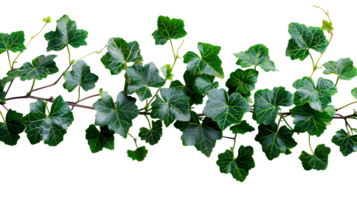 Grape ivy. Baltic ivy full of green leaves and thin branches top view. Persian ivy isolated. Lush green leaf on a branch png