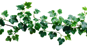 Grape ivy. Baltic ivy full of green leaves and thin branches top view. Persian ivy isolated. Lush green leaf on a branch png