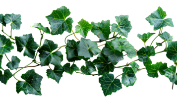 Grape ivy. Baltic ivy full of green leaves and thin branches top view. Persian ivy isolated. Lush green leaf on a branch png