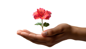 Hand holding a flower in celebration of World day. Hand with a flower as indication of bio-ecology. Colorful flower isolated png