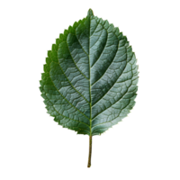 betel blad. hart vormig groen betel blad top visie geïsoleerd. betel fabriek vlak leggen png