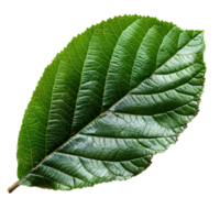 guaiava foglia. guaiava foglia a partire dal guaiava albero isolato. verde succulento guaiava foglia superiore Visualizza. foglia fogliame piatto posare isolato png