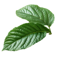 Guava leaf. Guava leaf from guava tree isolated. Green luscious guava leaf top view. Leaf foliage flat lay isolated png