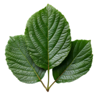 guaiava foglia. guaiava foglia a partire dal guaiava albero isolato. verde succulento guaiava foglia superiore Visualizza. foglia fogliame piatto posare isolato png