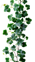 Grape ivy. Baltic ivy full of green leaves and thin branches top view. Persian ivy isolated. Lush green leaf on a branch png