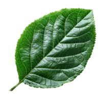 Betel leaf. Heart shaped green betel leaf top view isolated. Betel plant flat lay png