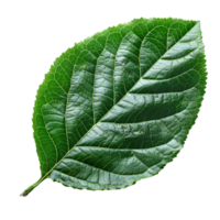 betel foglia. cuore sagomato verde betel foglia superiore Visualizza isolato. betel pianta piatto posare png