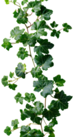 Grape ivy. Baltic ivy full of green leaves and thin branches top view. Persian ivy isolated. Lush green leaf on a branch png