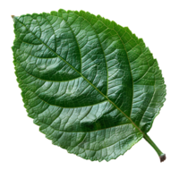 bétel feuille. cœur en forme de vert bétel feuille Haut vue isolé. bétel plante plat allonger png