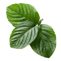 Guava leaf. Guava leaf from guava tree isolated. Green luscious guava leaf top view. Leaf foliage flat lay isolated png