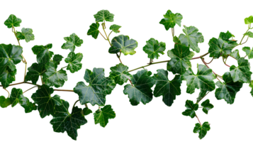 Grape ivy. Baltic ivy full of green leaves and thin branches top view. Persian ivy isolated. Lush green leaf on a branch png