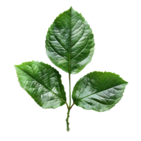 China rose leaf. Green china rose leaf top view isolated. Green leaf flat lay png