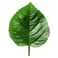 China rose leaf. Green china rose leaf top view isolated. Green leaf flat lay png