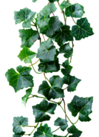 Grape ivy. Baltic ivy full of green leaves and thin branches top view. Persian ivy isolated. Lush green leaf on a branch png