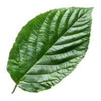 guaiava foglia. guaiava foglia a partire dal guaiava albero isolato. verde succulento guaiava foglia superiore Visualizza. foglia fogliame piatto posare isolato png