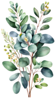 The beauty and freshness of eucalyptus flowers with a distinctive fresh aroma, displayed on a transparent background. png