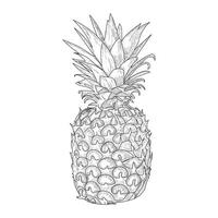 pineapple sketch design vector