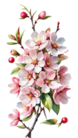 The Charm of Cherry Blossoms with Eternal Beauty on a Transparent Background png