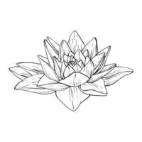 Lotus Flowers with leaves Sketch. Black outline illustration painted by black inks. Hand drawn Etched Line pattern with blooming waterlily for decor, wallpaper, poster, banner, card vector