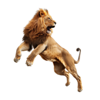 Lion jumping on transparent background. png