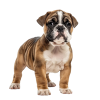 English bulldog puppy standing on transparent background. png