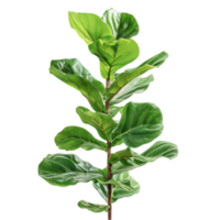 Generated AI Fiddle leaf plant on transparent background. png