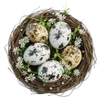 Easter egg with white and black quails in a nest with daisies on transparent background. png