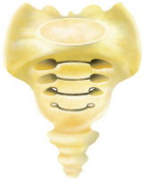 The structure of the sacral bone and coccyx from the front png