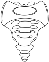 The sacrum is an irregularly shaped bone png