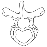 The different parts of the thoracic spine include bone and joints png