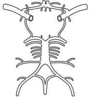 The posterior cerebral circulation is the blood supply png