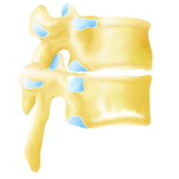 The structure of the thoracic spine on the side png