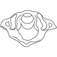 The first cervical vertebra or atlas and articulates with the occiput rostrally and the axis caudall png