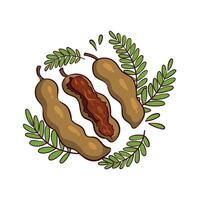 hand drawn tamarind illustration vector