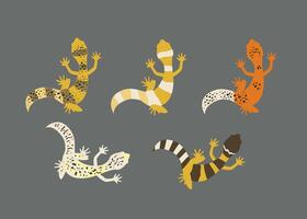 Leopard gecko set. Gecko lizard in different color. Reptile pet illustration vector