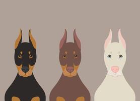 Doberman Pinscher dogs flat illustration. Purebred dogs in black, brown and albino phenotypes vector