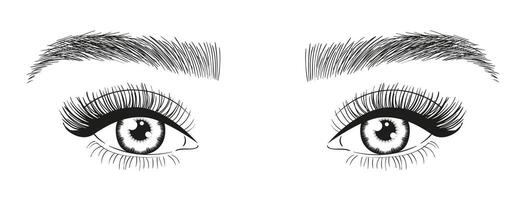 Beautiful woman eyes. Girl's eyes with long eyelashes and eyebrows sketch vector
