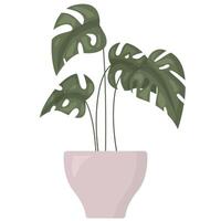 Green houseplant with leaves in flower pot isolated on white background. Monstera in flat style vector