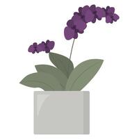 Homeplant in flower pot isolated on the white background. Blooming purple orchid. Tropical plant at home vector