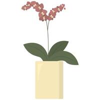 Homeplant in flower pot isolated on the white background. Blooming orchid. Tropical plant at home vector
