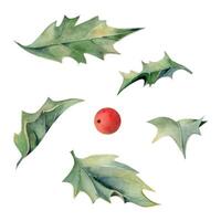 Christmas holly leaves, red berries, evergreen bush. Watercolor hand drawn botanical illustration, single object isolated on white. Xmas, happy new year festive, noel navidad holiday. Cards, gifts vector